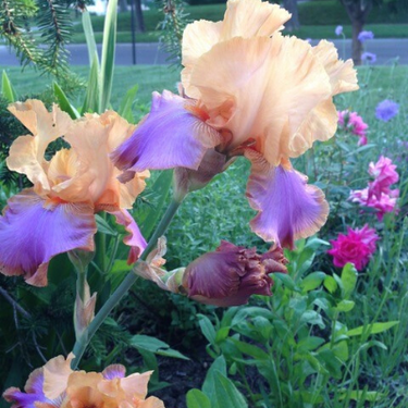 Bearded Iris 'Grand Canyon Sunset'
